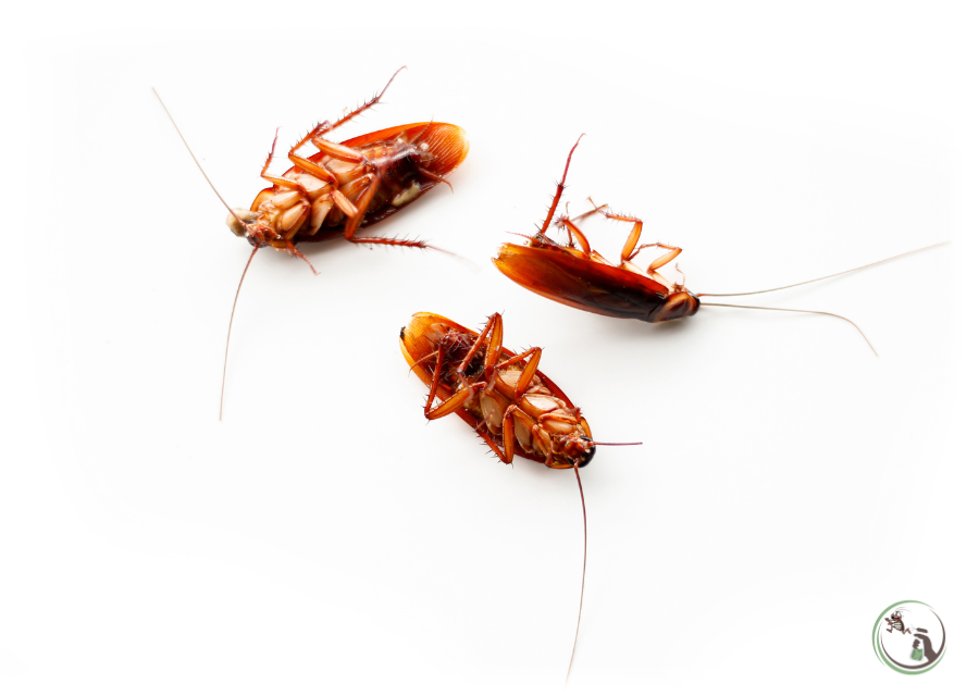 Cockroaches