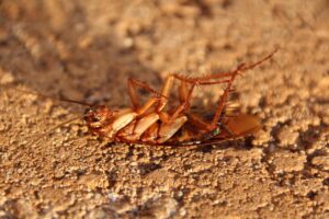 Get Rid of Cockroaches