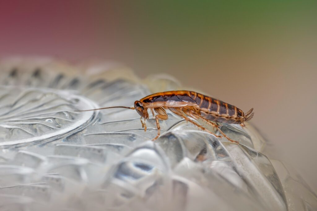 Get Rid of Cockroaches