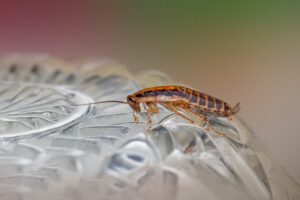 Get Rid of Cockroaches